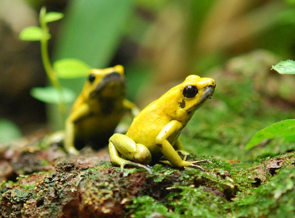 640px-Phyllobates-terribilis