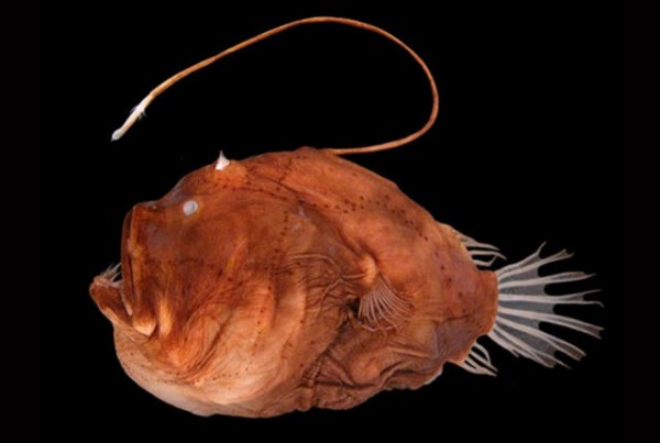 anglerfish