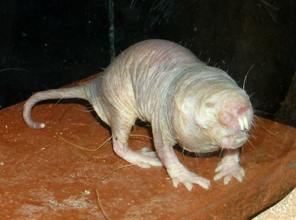 rypous