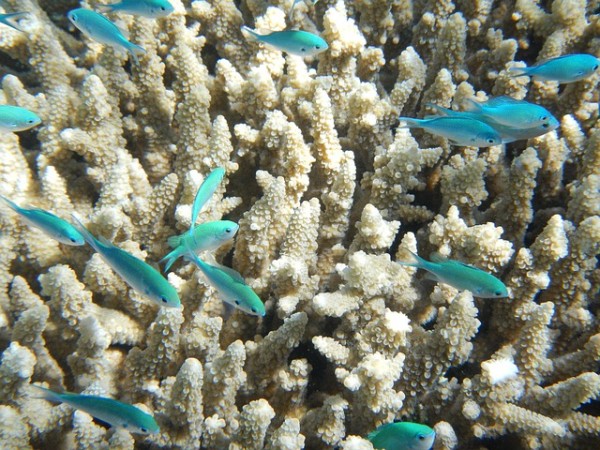 fish-382487_640 (1)