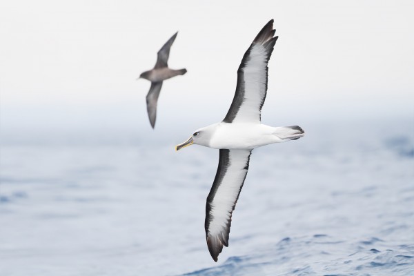 albatros