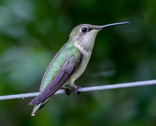 hummingbird-164632_640
