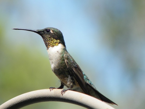 humming-bird-439364_640