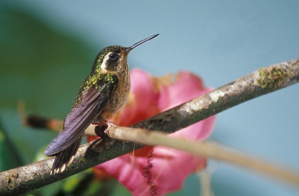 speckled-hummingbird-891892_64