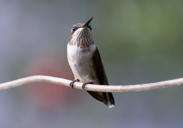 hummingbird-215056_640