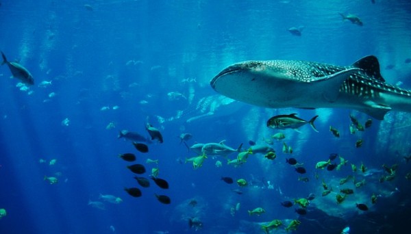 whale-shark-281498_640