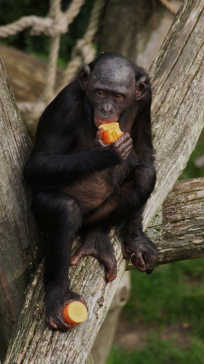 bonobo