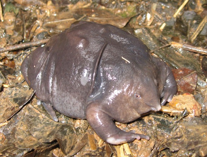 Nasikabatrachus_sahyadrensis