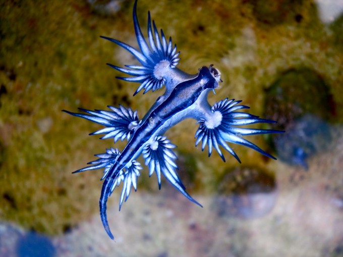 Blue_dragon-glaucus_atlanticus