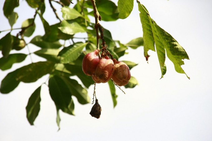 ackee-905549_960_720