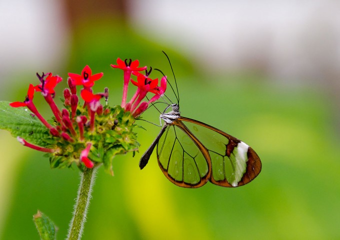 1024px-Greta_Oto_(Glasswing)_B